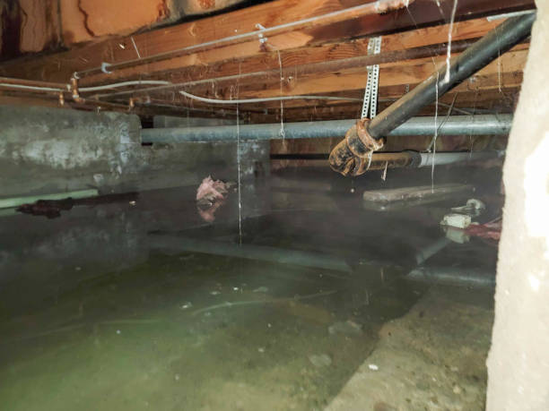 Best 24/7 water damage repair  in Courtland, VA