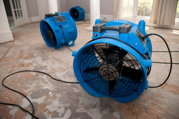 Best Water damage cleanup near me  in Courtland, VA