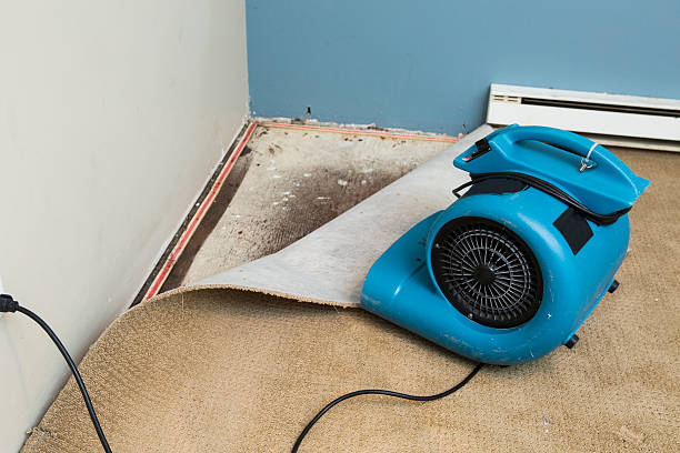 Best Mold removal after water damage  in Courtland, VA